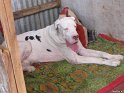 Mannuthy-Thrissur-Dog-Show-2011 (32)